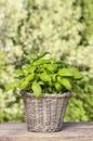 Basil plant in wicker basket on wooden table Royalty Free Stock Photo