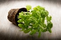 Basil plant on wooden background