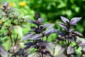 Basil: planting, growing, and harvesting basil leaves. Close up on organic fresh purple basil leaves.