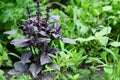 Basil: planting, growing, and harvesting basil leaves. Close up on organic fresh purple basil leaves