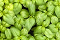 Basil Plants