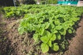 Basil plants farm