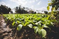 Basil plants farm Royalty Free Stock Photo