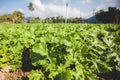 Basil plants farm Royalty Free Stock Photo