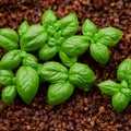 Basil plants in garden soil growing herb field generative AI illustration