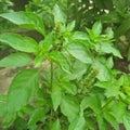 Basil plants are often used in cooking mixtures
