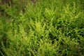 Basil plants at an organic commercial farm Royalty Free Stock Photo