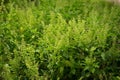 Basil plants at an organic commercial farm Royalty Free Stock Photo