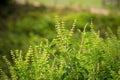 Basil plants at an organic commercial farm Royalty Free Stock Photo