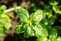 Basil plants at an organic commercial farm Royalty Free Stock Photo