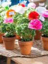 Basil plants with paper flowers and poems sold on Saint Anthony