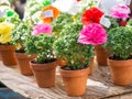 Basil plants with paper flowers and poems sold on Saint Anthony Royalty Free Stock Photo