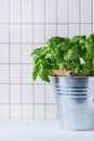 Basil in pot Royalty Free Stock Photo