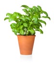 Basil in Pot Isolated on White Background