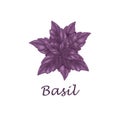 Basil. Purple basil leaves. A fragrant plant for seasoning. Vector illustration isolated on a white background Royalty Free Stock Photo