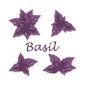 Basil. Purple basil leaves. A fragrant plant for seasoning. Vector illustration isolated on a white background Royalty Free Stock Photo