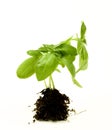 Basil with Roots