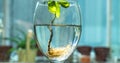 Basil with roots in water in wine galss on balcony. . Many roots in water. new life concept. plant growing. Hope. text space