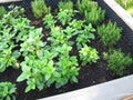 Basil and rosemary herbs in a raised garden bed Royalty Free Stock Photo