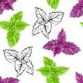 Basil seamless pattern on  white background. Purple, green basil leaves and black and white outline Royalty Free Stock Photo