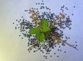 Basil seed herb with dried shoots and seeds Ocimum basilicum seeds sabja seeds