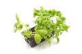 Basil Seedling Royalty Free Stock Photo