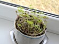 Basil seedling on a window sill in self-made capacity from polys Royalty Free Stock Photo