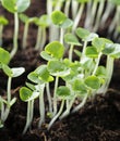 Basil seedlings Royalty Free Stock Photo