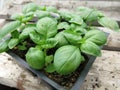 Basil Seedlings In Cell Pack