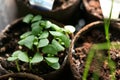 Basil Seedlings Royalty Free Stock Photo