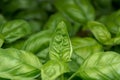 Basil seedlings, gardening Royalty Free Stock Photo