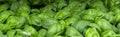 Basil seedlings, gardening Royalty Free Stock Photo