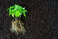 Basil Seedlings with Roots Ready for Transplanting Royalty Free Stock Photo