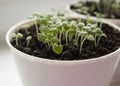 Basil seedlings in white pot. Green seedlings aromatic herb, young plants, leaves, gardening. Royalty Free Stock Photo