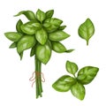 Basil set: bunch of herbs, bunch, petals on white background. Digital illustration. Farmer\'s harvest of healthy vegetables,