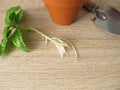 Basil shoot with roots for regrow