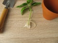 Basil shoot with roots for regrow Royalty Free Stock Photo