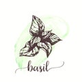 Basil sketch on watercolor paint. Hand drawn ink illustration of basil leaf. Vector design for tags, cards, packaging