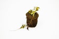 Basil with soil isolated