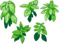 Basil species