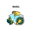 Basil Spice Vector Concept Color Illustration