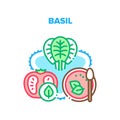 Basil Spice Vector Concept Color Illustration