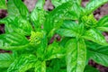 Basil. Spice. View of a young flowering plant from above