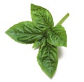 Basil Sprig Royalty Free Stock Photo