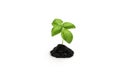 Basil sprout in a pile of soil on white background Royalty Free Stock Photo
