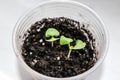 Basil sprouts with first leaves growing in a plastic cup on a white background Royalty Free Stock Photo