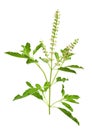 Basil stalk isolated on a white background. Royalty Free Stock Photo