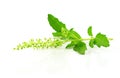 Basil stalk on a white background. Royalty Free Stock Photo