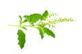 Basil stalk on a white background. Royalty Free Stock Photo