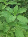 Basil, Thai basil, holy basil